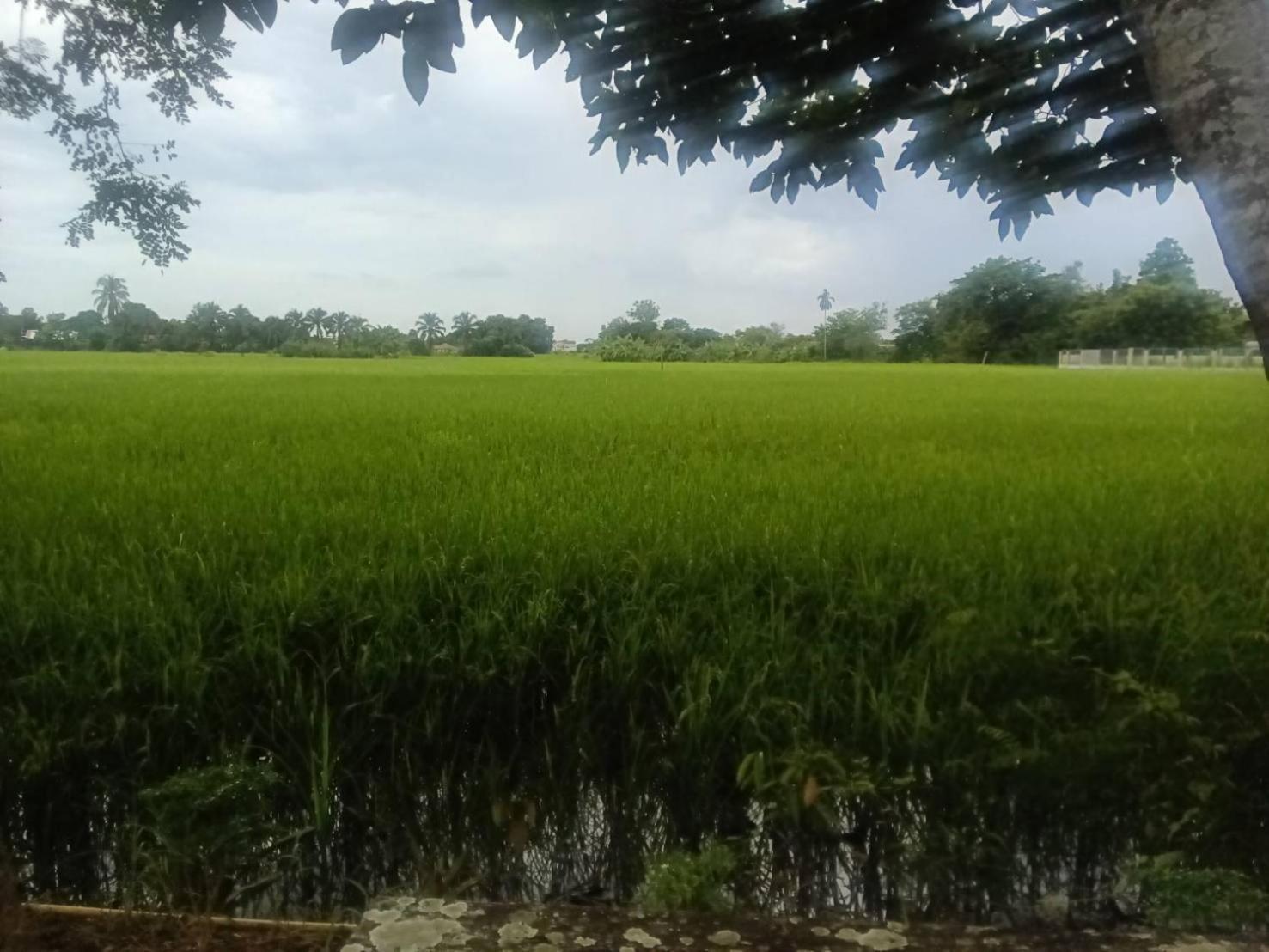 Tung Tong Homestay & Camping Mae Rim Bagian luar foto