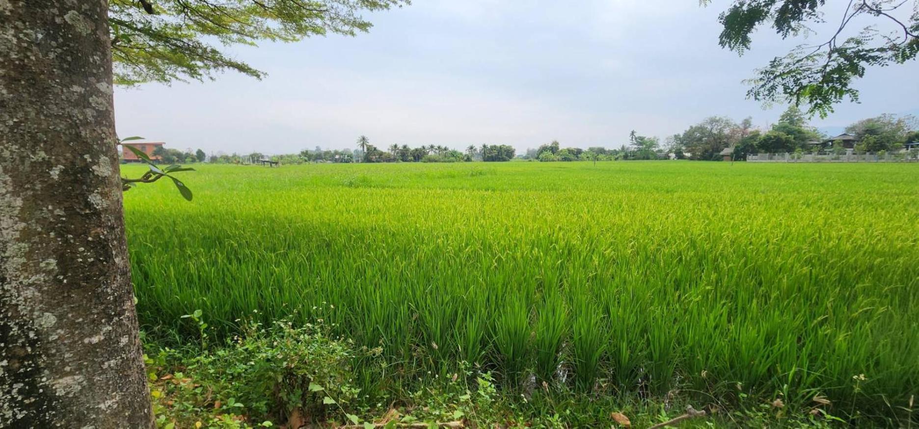 Tung Tong Homestay & Camping Mae Rim Bagian luar foto