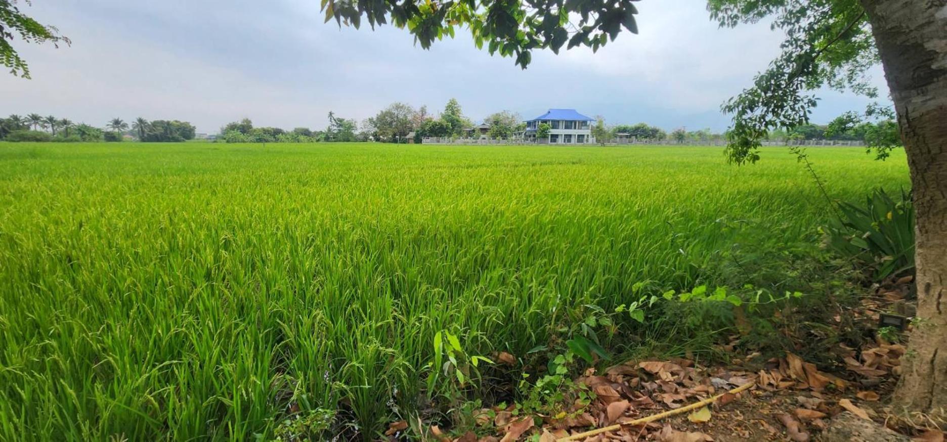 Tung Tong Homestay & Camping Mae Rim Bagian luar foto