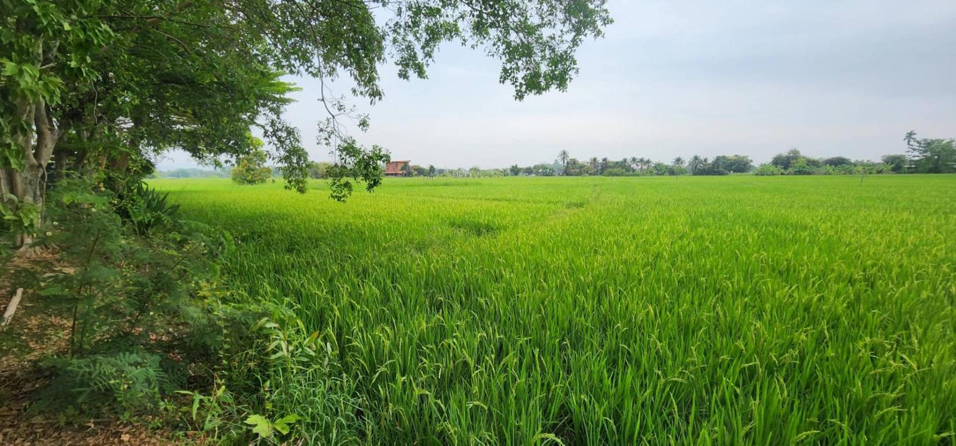 Tung Tong Homestay & Camping Mae Rim Bagian luar foto